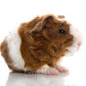 Meet your Posher, Iris